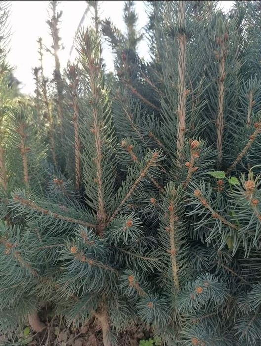 puieți forestieri pentru ampadurire pentru terenurile degradate