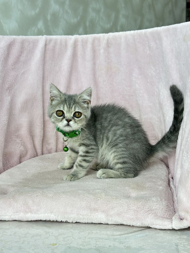 Котенок скоттиш страйт
