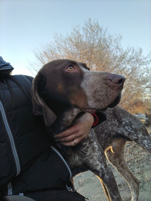 Продам куцхара рабочий