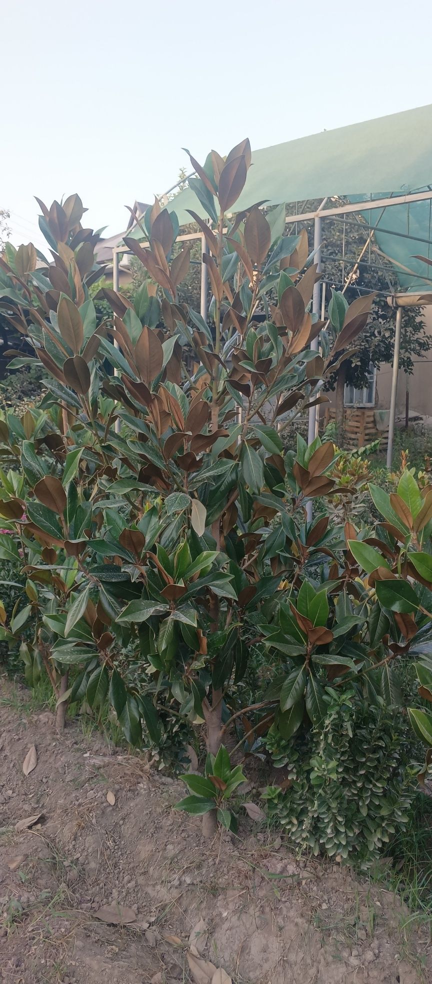 Magnolia glandiflora Italian
