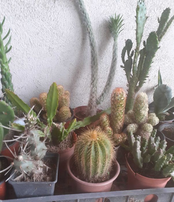Cactuși diferite soiuri