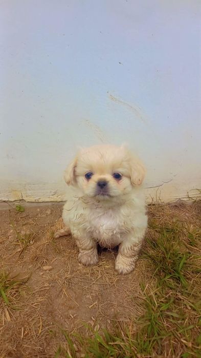 Малки чистокръвни пекинези