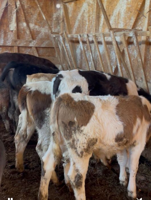 Vând 8 viței de rasă bună