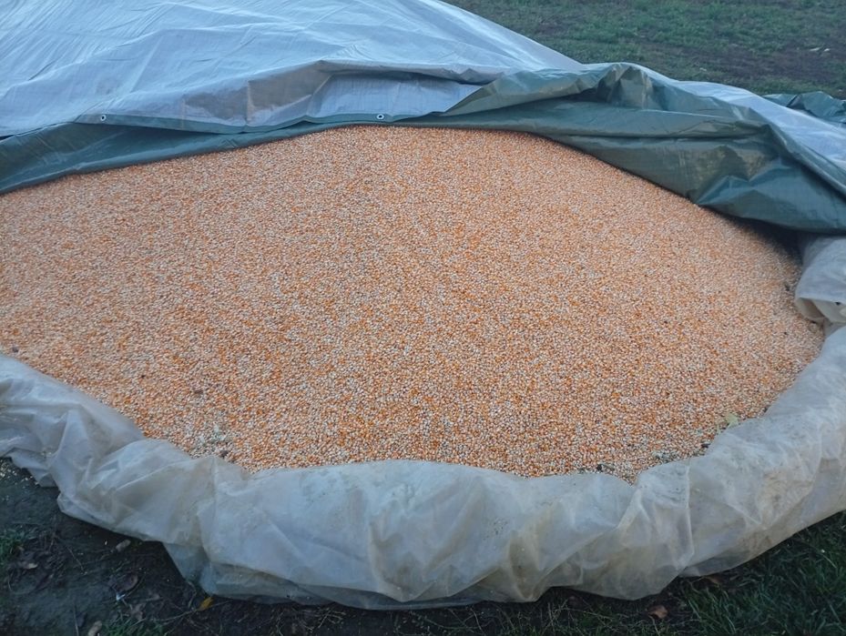 Vând grăunte pentru mălai