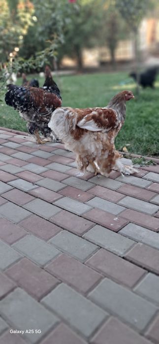 Cocoșii Brahma Porțelan