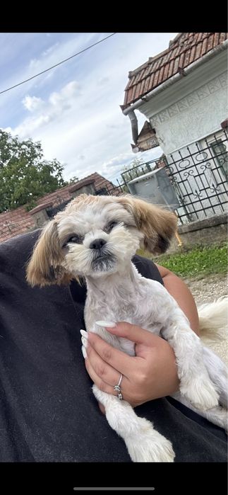 Catelusa Shih Tzu de talie mica