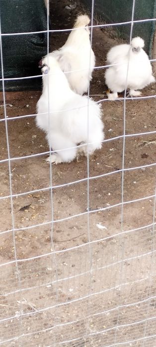 Cocoși Mătase Japoneză