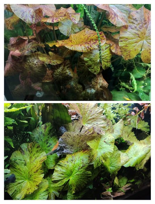 Продаи  зелёную нимфею тигровую