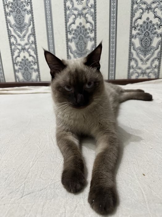 Siamskiy mushuk sotiladi