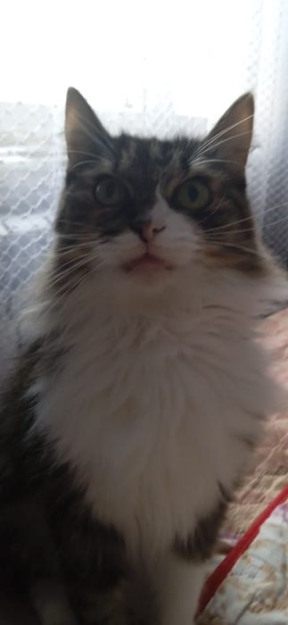 Кошка стерилизована