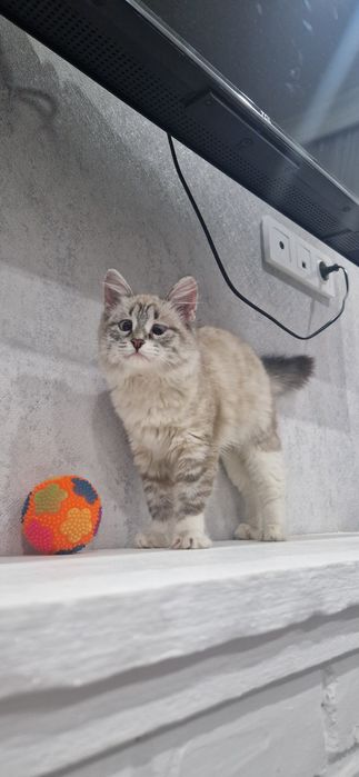 Отдам Кошечку к всему приучена