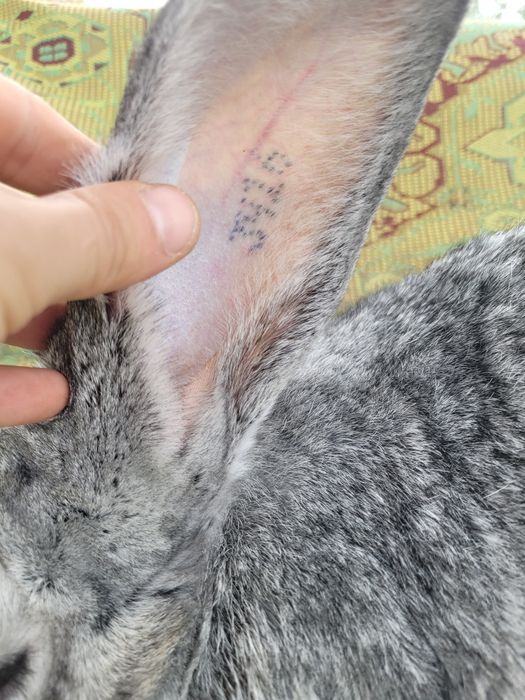 Femele uriaș german chinchilla