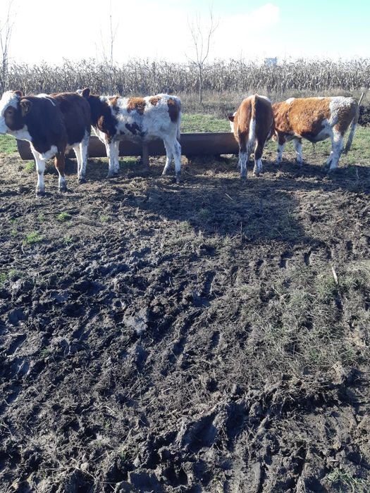 Vand 6 taurasi baltati