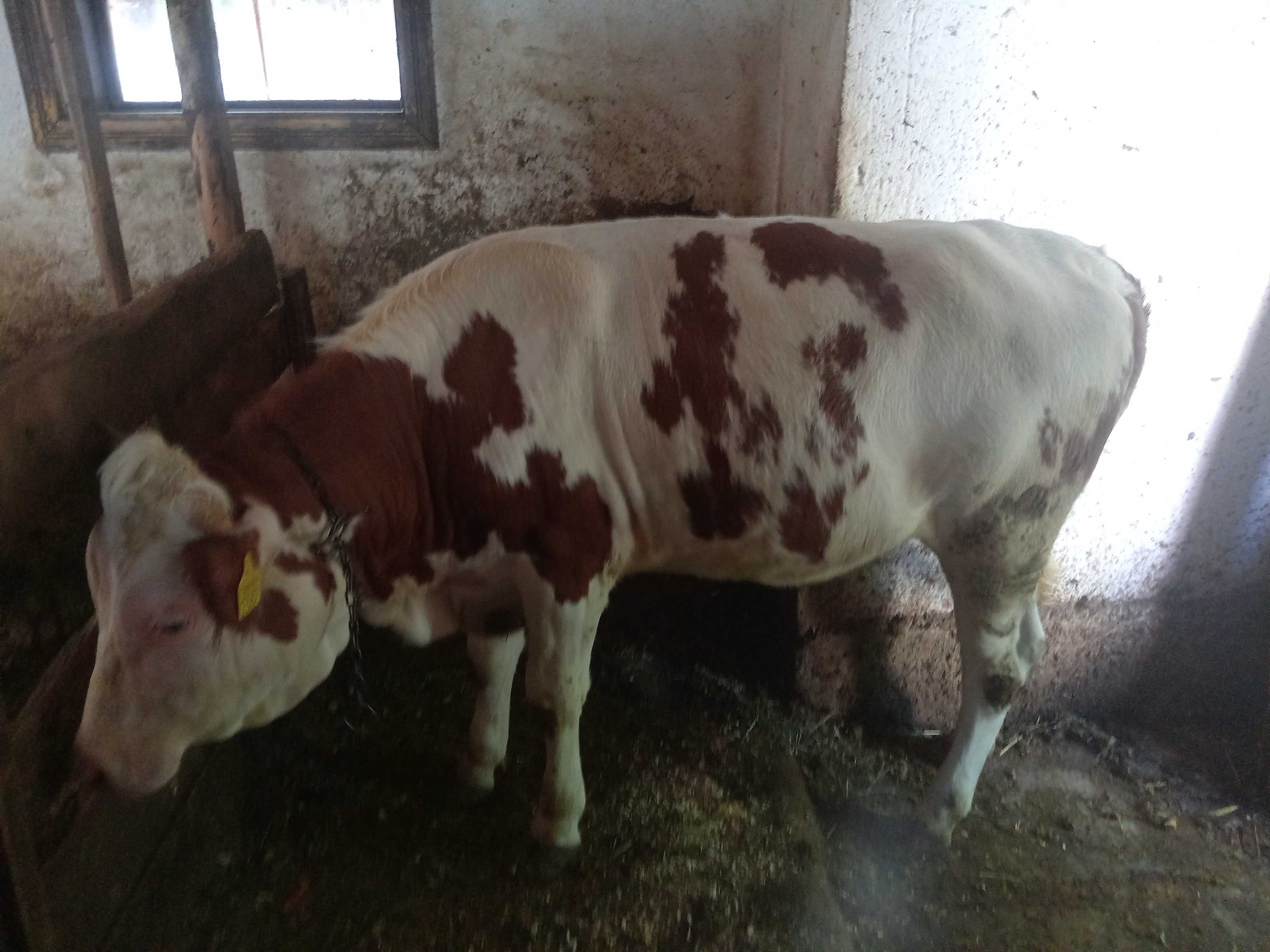 Junica balțata 1an si 2 luni
