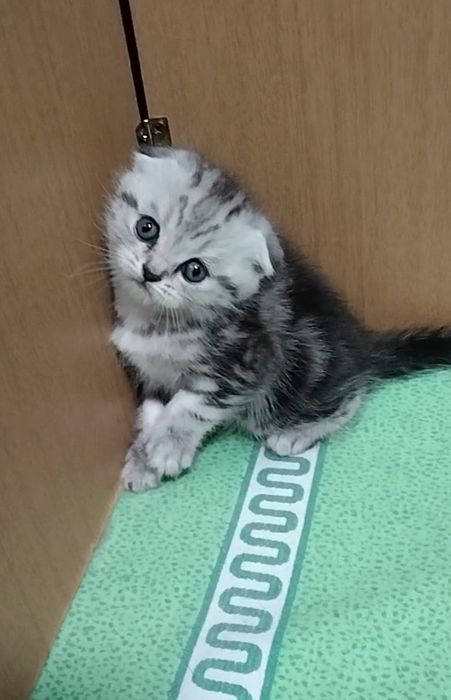 Две вислоухие девочки.