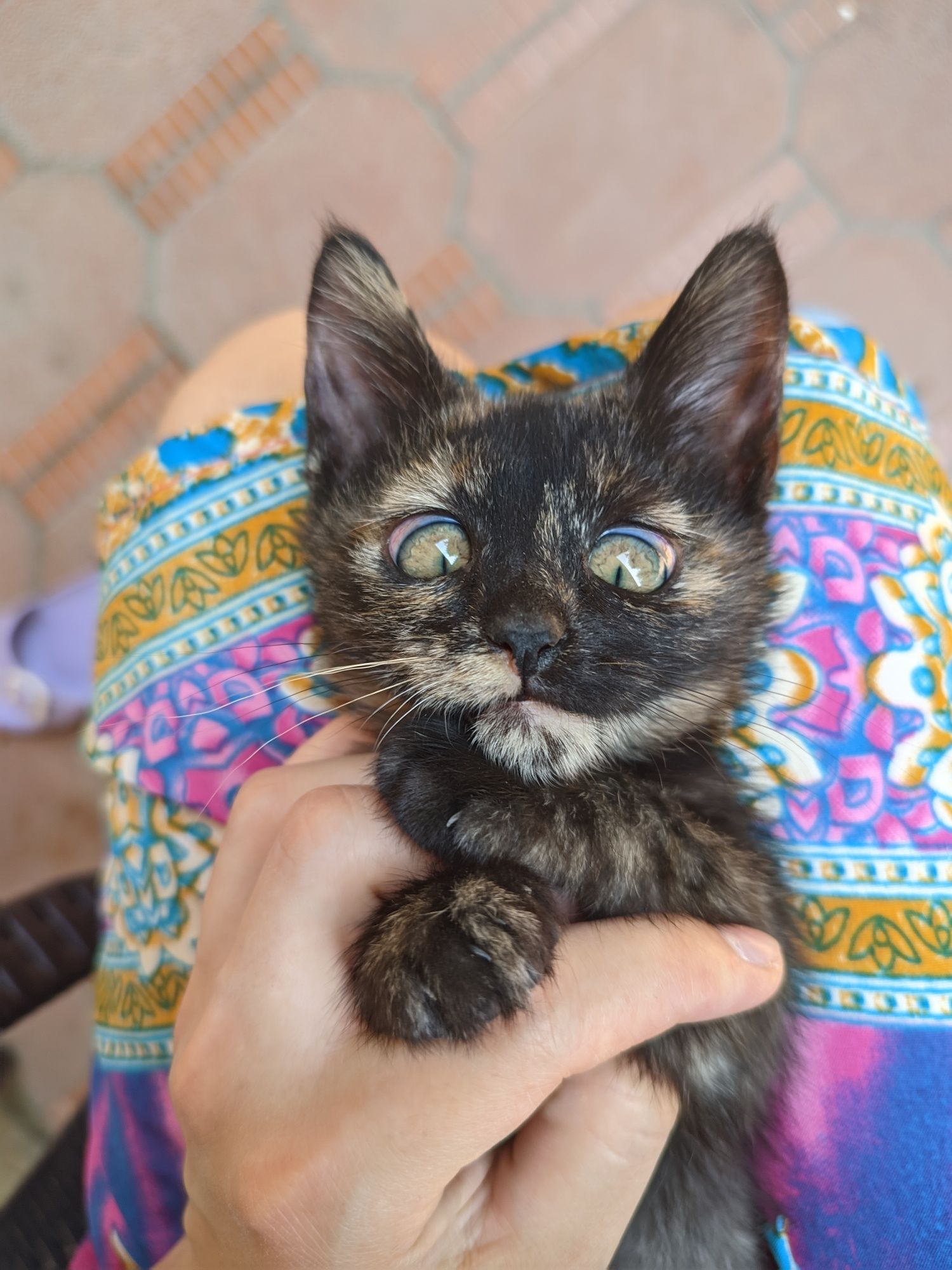 Котенок из мультика (девочка)