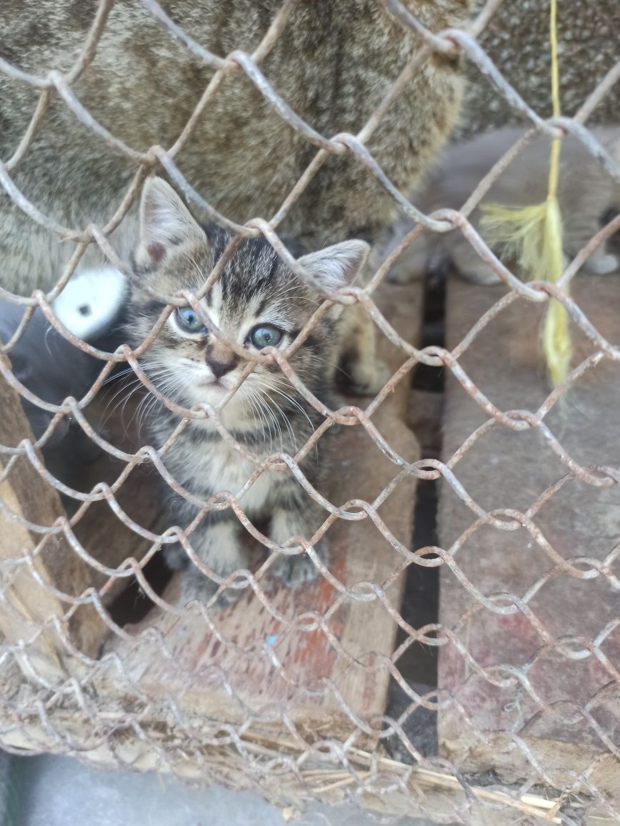 Скоттиш фолд и страйт