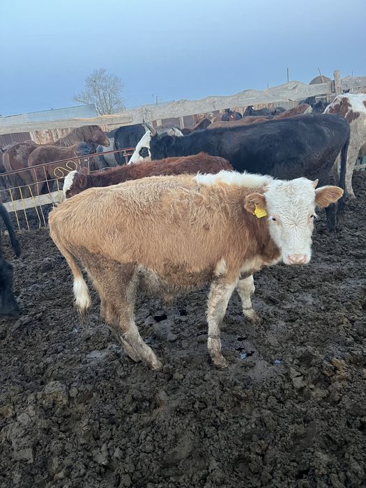 Продается 10 голов бычки