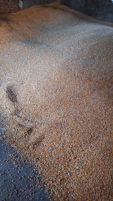 Vând orzaică  grâu triticale ovăzi!