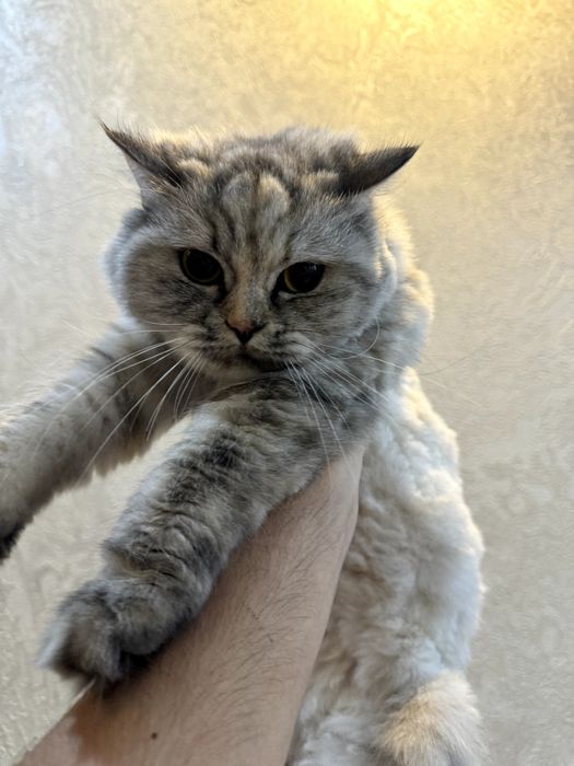 Продается чисто породистая скотиш страйт