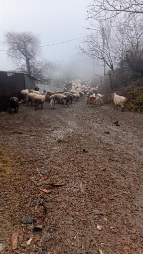 De vânzare oi și capre