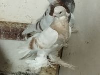 Продам голубя пискуна тасман гребля игра есть