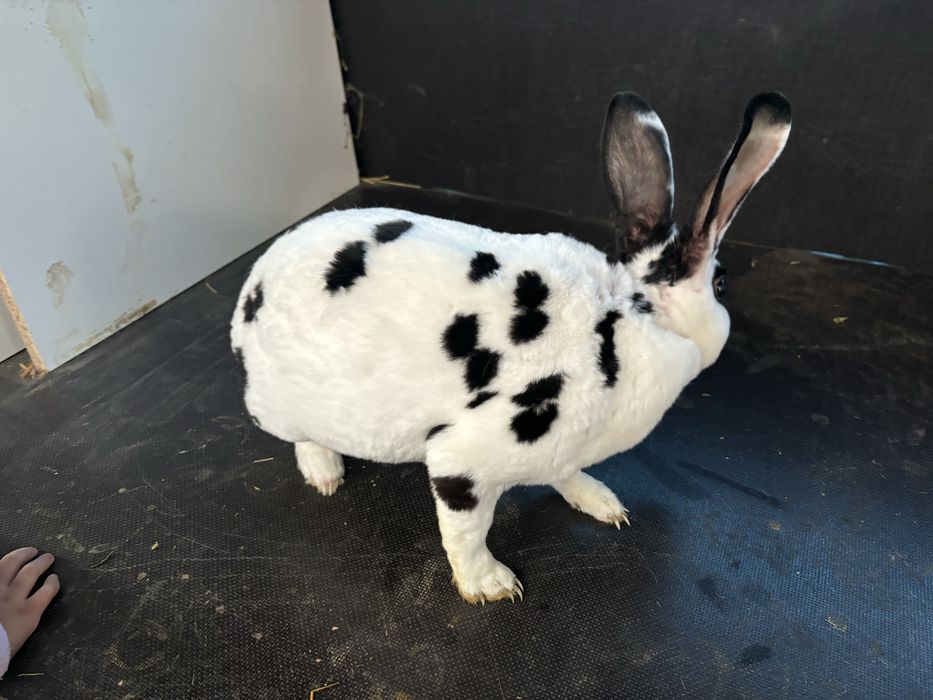 Vand femele rex dalmatian