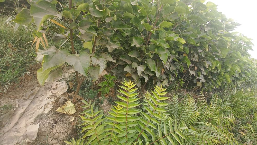 Саженцы декоративных деревьев