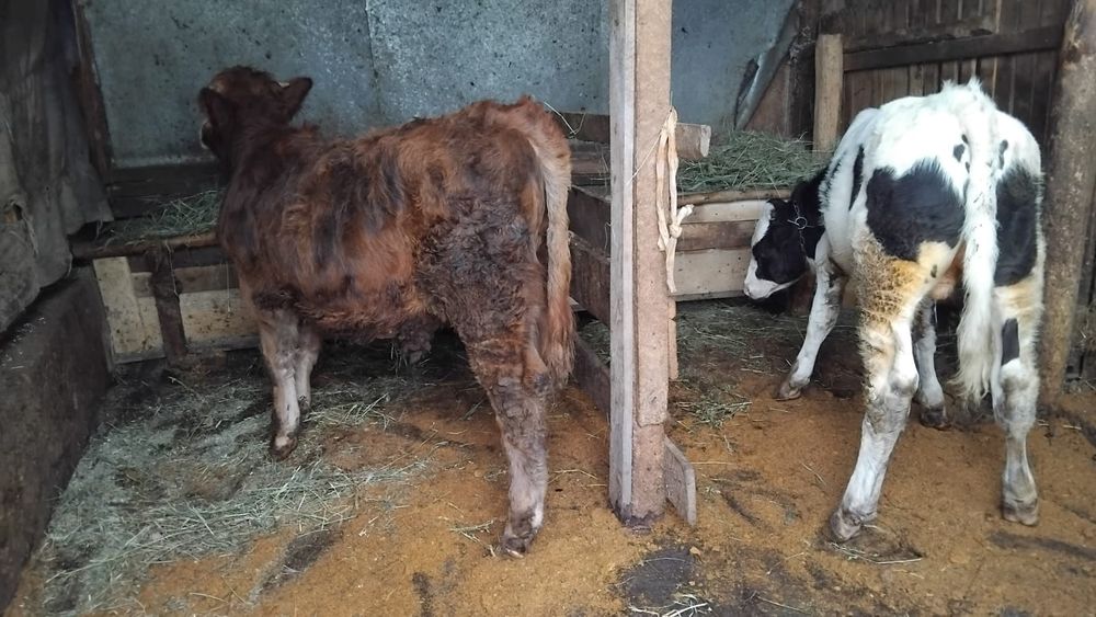 Vand 2 taurasi din minta artificiala