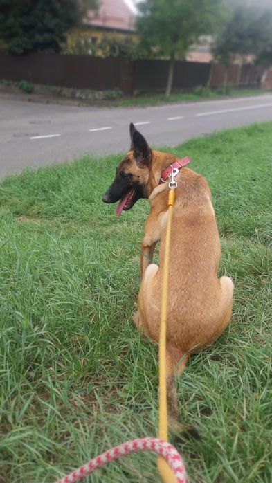 Donez Femela Malinois