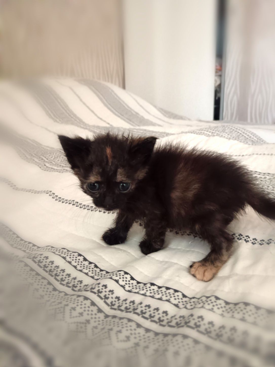 Котенце на около месец