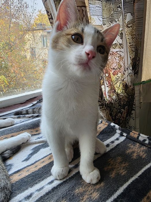 Отдам котят в добрые руки