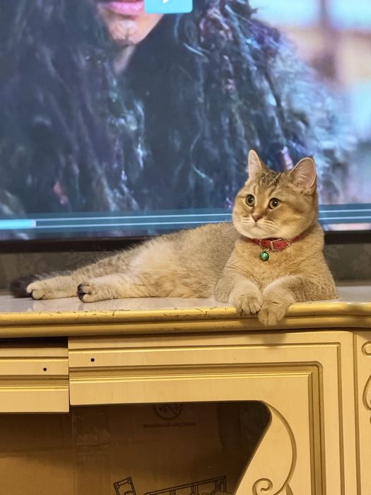 Shatlanskaya zalataya shinshila