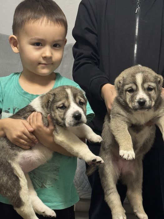 Продам последние две Сучки