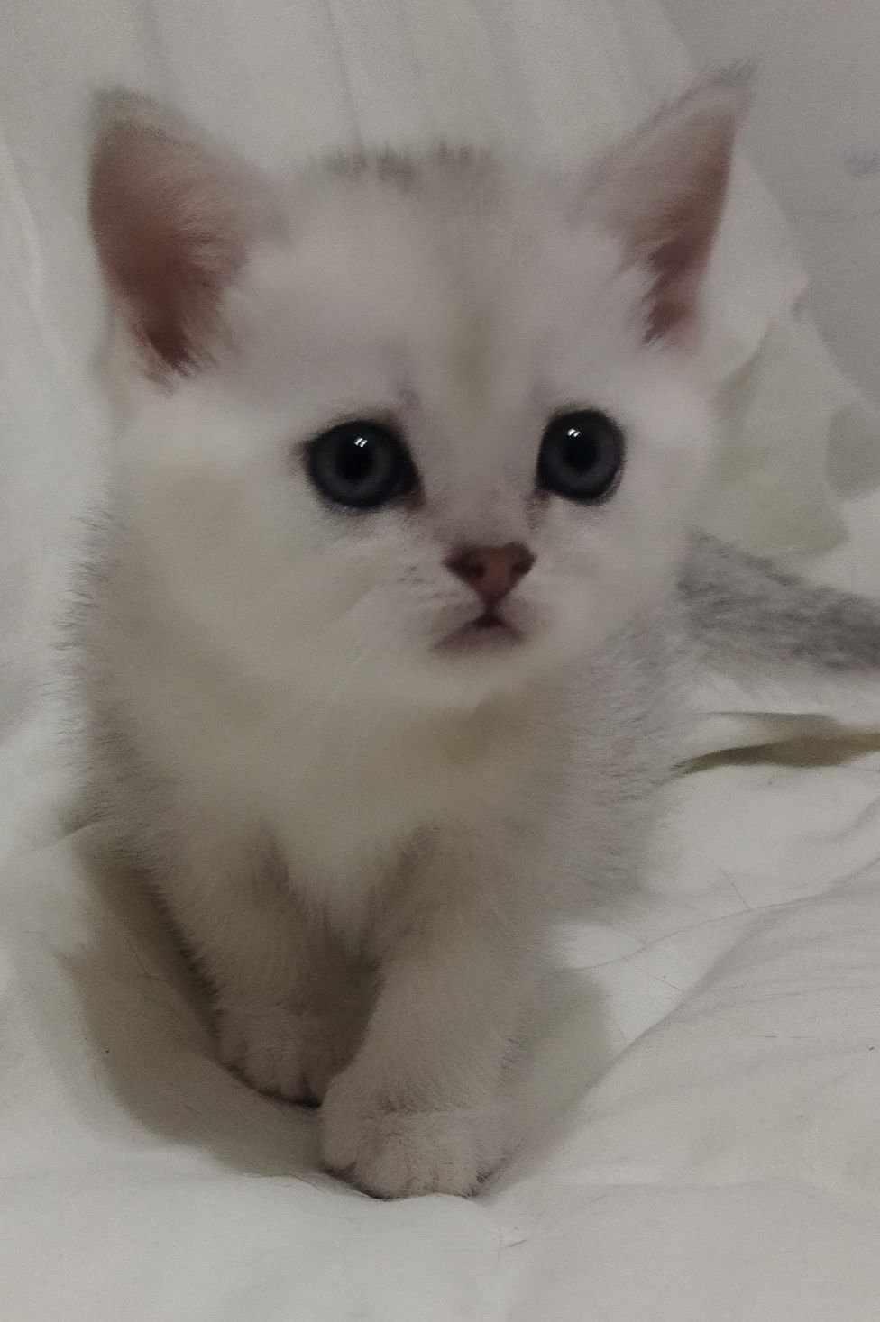 Шотландский котёнок!