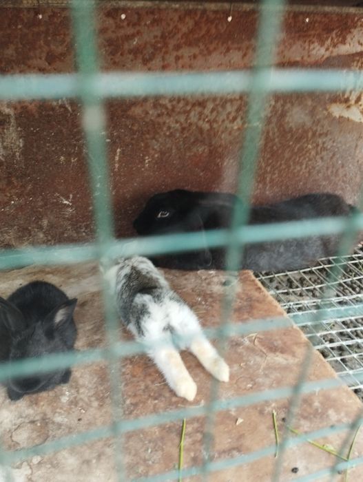 Quyonlar sotiladi 1ta erkak va bitta ona bola quyon