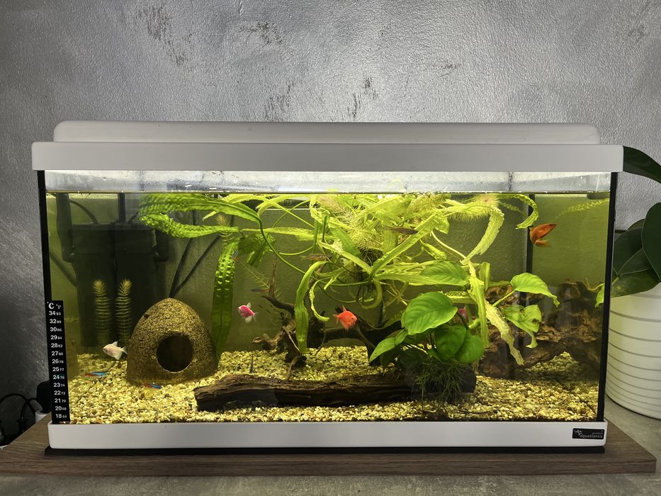 Acvariu pesti  54 l echipat