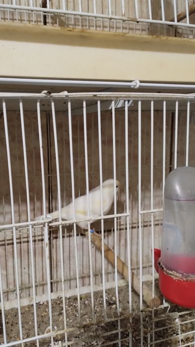 Vând canari masculi și femele