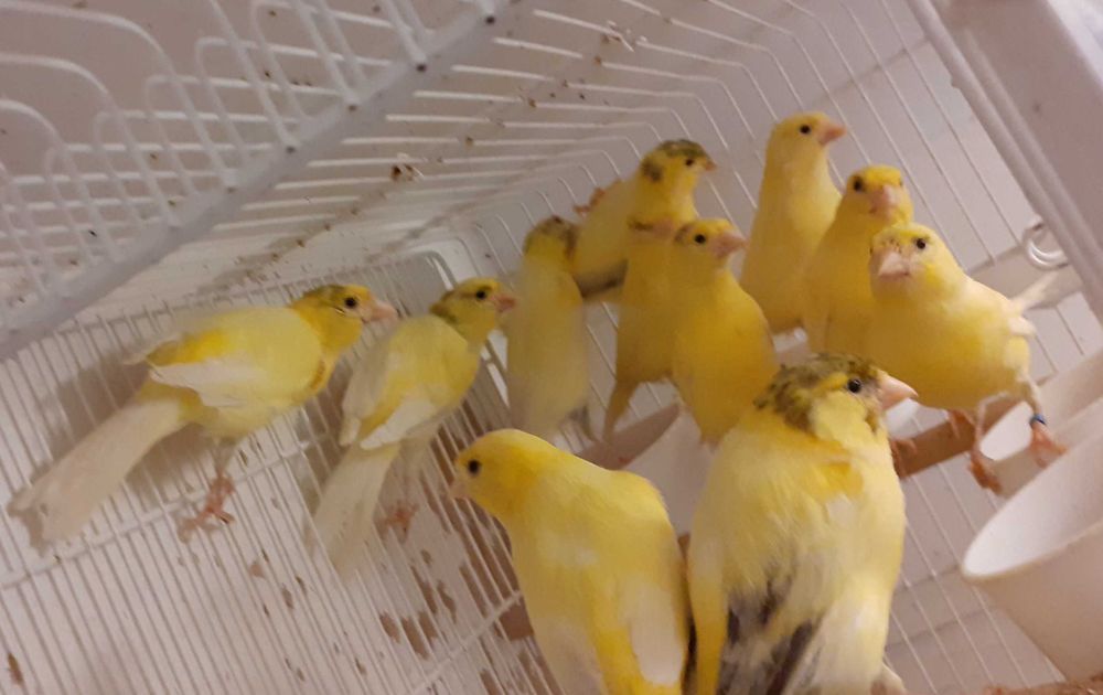 Canari Malinois-Waterslager