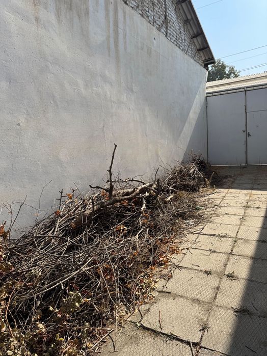 O’tin meva daraxt 1 labo chiqadi