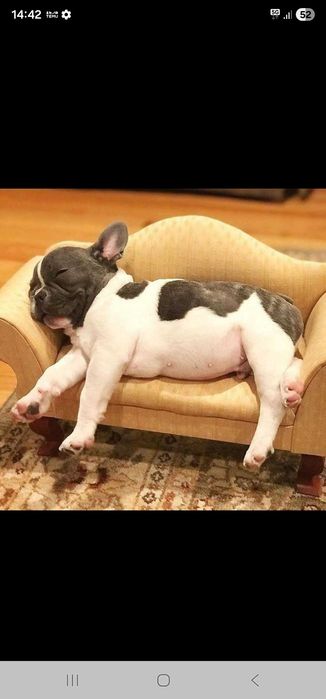 Френски булдочета