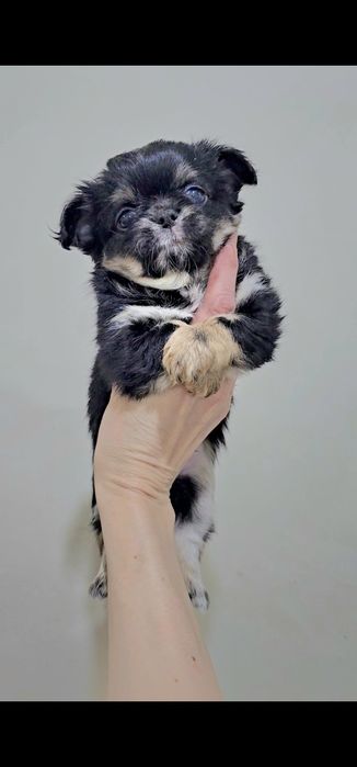 Нарядный мальчик чихуахуа