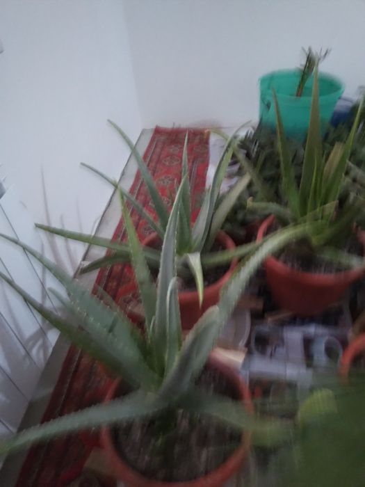 Tabby òģitlar blan parvarishlangan xona gullari