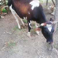 Vacă tînără la a doua fătare de vînzare