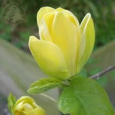 Magnolia yellow bird