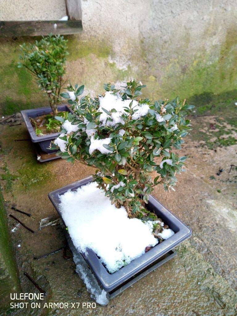 Bonsai de exterior.