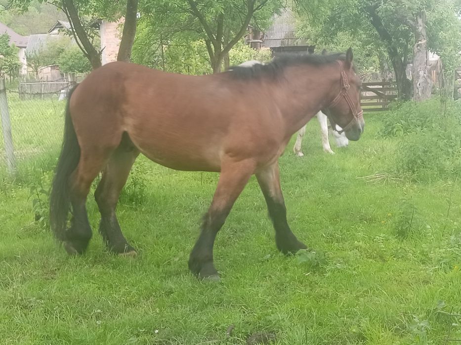 mânz de vânzare de 3 ani