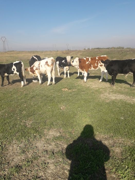 vaci si vitei junici