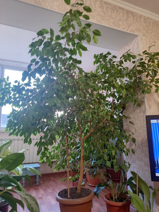 Комнатный цветок