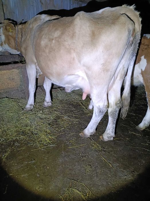 Vând vacă bună de lapte!!